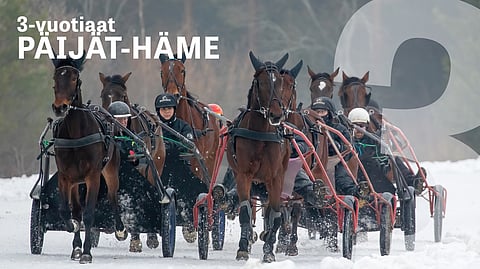 Perttusen tallin treeniryhmän vasenta jonoa vetää: Timjan Wania ja Reĳo Taskinen, perässään Orlando Madrik ja Like Your Way. Oikeaa Prima Matilda ja Tapio Perttunen, joita seuraavat Lady Cash, Bid On Princess ja E.L. Lamour.