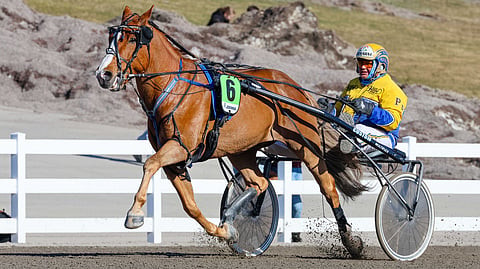Kuuselan Wiltteri, Pertti Puikkonen