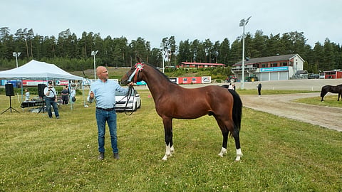 Tässä ei-suomenhevosoreista ainoa, joka ei tule joko Sammalistosta tai Helasuolta - Ähtävässä syntynyt ratsuponi Orbos Kawai. Kuvassa ori on omistajan Mia Karhun miehen Mikael Nylundin esittämänä. 