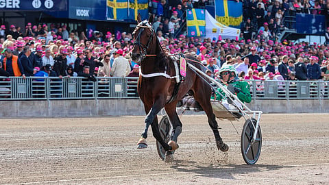 Hail Mary ei onnistunut vielä Elitloppetissa, mutta menestyi loppukauden suurkilpailuissa viime vuonna hienosti.