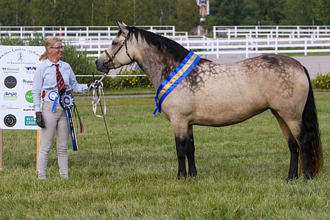 Tämän näköinen on poninäyttelyn  supreme champion. 