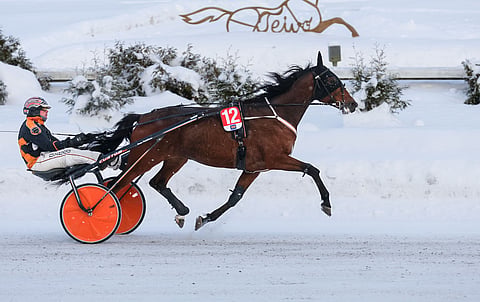 Impresario jahtaa puolentoista viikon kuluttua Teivossa jo kauden 15. voittoa.