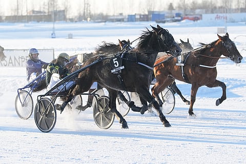 Kiikku's Nea häikäisi Seinäjoen Toto75-voitossaan.