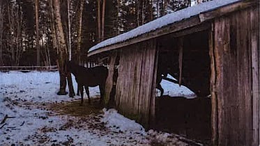 Hevosten tarhassa oli tuulensuoja, joka oli sortumaisillaan. Kuvakaappaus viranomaisen tarkastusraportista.