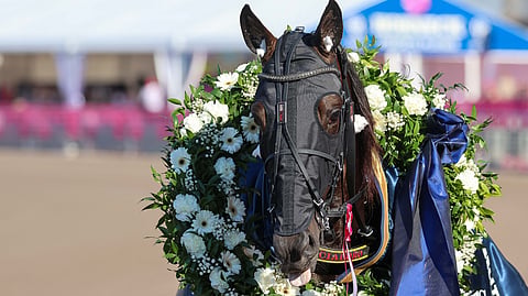 Fellow Wise As voitti Solvallassa Elitloppet-viikonloppuna.
