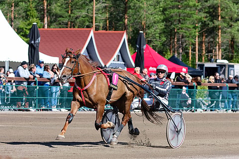 Raviurheilu hevosurheilu ravihevonen