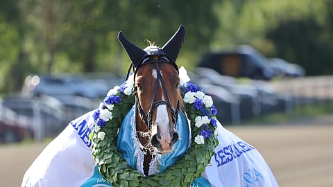 Ravihevonen Paavolan Hurmos Derby-voiton jälkeen.