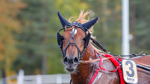 Caru päättää menestyksekkään kautensa perjantaina.