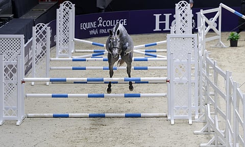 Springhil Quartermaster Horse Show´ssa.