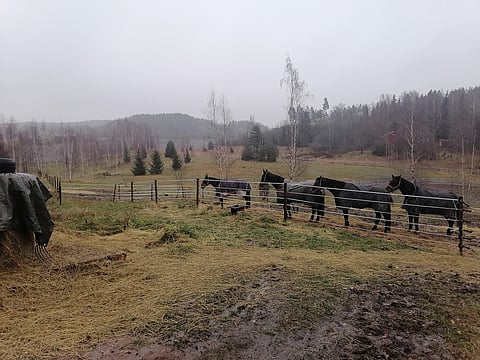 Eläkeläishevosista on enää kaksi jäljellä: kuvassa ensimmäinen ja kolmas vasemmalta. Kuusi sähkölankaa ei estänyt laumaa karkaamasta.