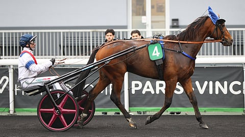 Goeland d’Haufor
