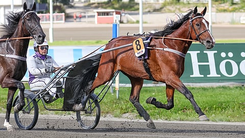 Matias Salo, Global Winner, ravihevonen