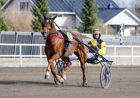 Suomenhevosori Caru rattaillaan Henri Bollström.