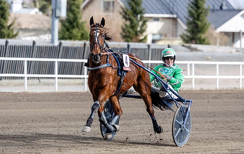 Ari Moilanen vastasi usein Ava Di Alessian ohjastuksesta.