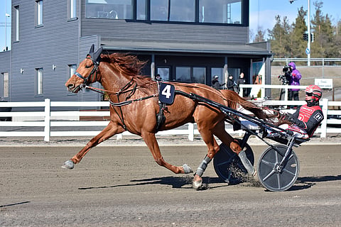 Vincennesin ravit