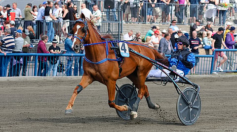 Ideal San Leandroa ei Kymi Grand Prix’n rata-arvonta suosinut, kun hevonen arvottiin radalle kahdeksan. Vuosi sitten se kilpaili Anthony Barrierin ohjastamana Kouvolan stayer-lähdössä.