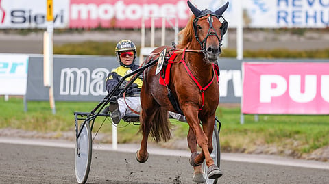 Henri Bollström Caru Suomenhevonen