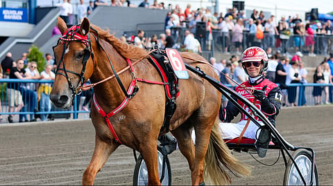 Jockas Rita ravihevonen