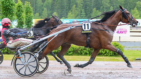 Kuolaintuntuma on yhteys kuskin ja hevosen välillä. Ravihevosilla sillä yhteydellä on suhteellisen pitkä etäisyys.