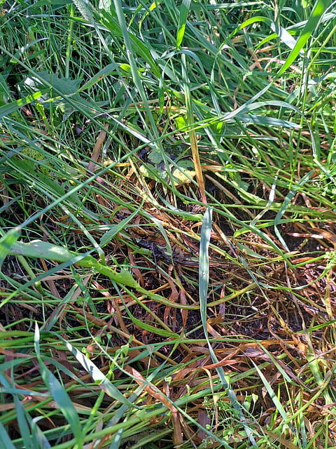 Heinää olisi paljon, jos se saataisiin kunnolla tehtyä.