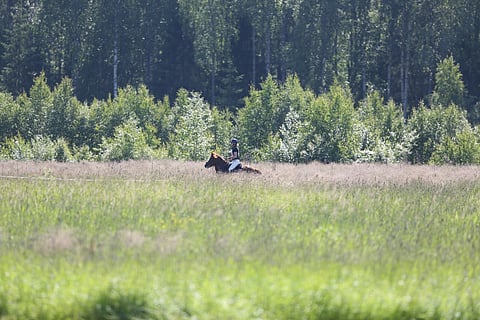 Korkea heinä, pieni hevonen. 