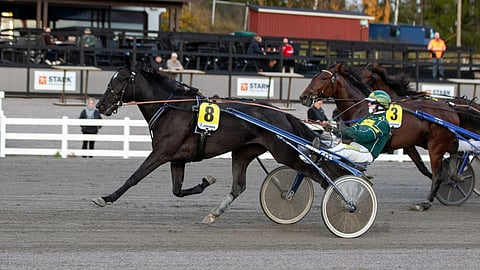 Miss White Gold rattaillaan Hannu Torvinen