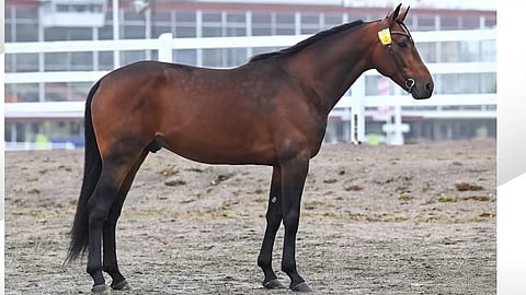 Ravit Ruotsi