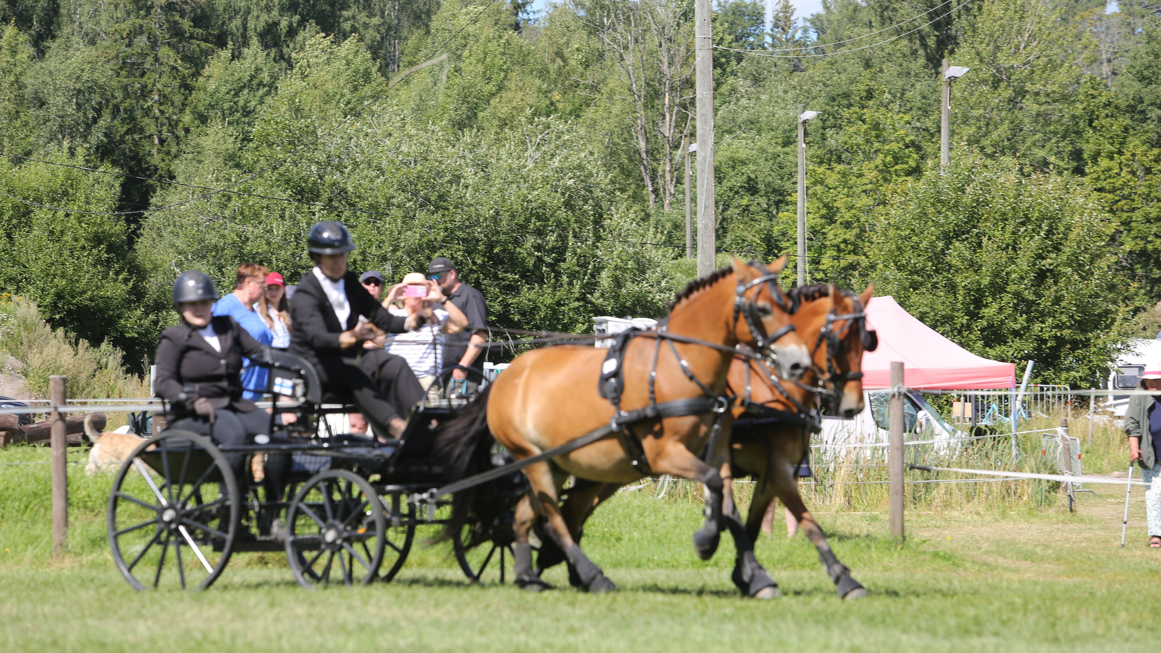 Hevosurheilu