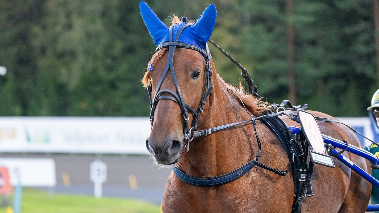 Hevosurheilu