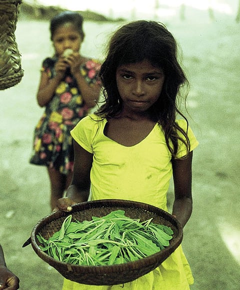 A girl with a harvest of kullafila leaves. Like in most traditional Asian cultures it was customary to send children to look for food. Kullafila (Launaea sarmentosa) grows in sandy terrain and is one of the most valued traditional greens in Maldivian cuisine. Fua Mulaku, 1977. All photos: Nils Finn Munch-Petersen 
