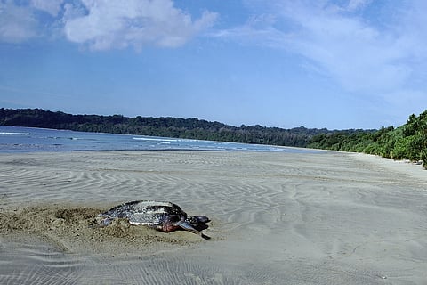 A Giant Leatherback Turtle laying its eggs on a beach within a bay on the Great Nicobar Islands. In view is foliage along the bay, waves washing up on shore and a blue sky dotted with white clouds. 