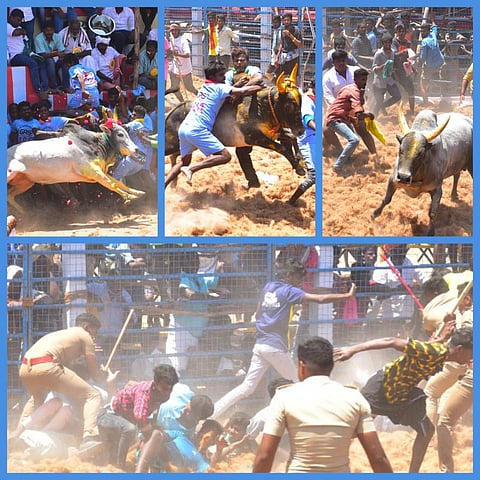 மதுரை சக்குடி கிராமத்தில் ஜல்லிக்கட்டும் போலீஸ் தடியடியும்