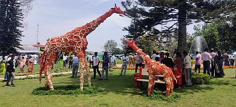 காய்கறியில் ஒட்டகச் சிவிங்கி, மீன்: கோத்தகிரியில் 11-வது காய்கறி கண்காட்சி