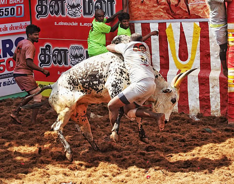 அலங்காநல்லூர் ஜல்லிக்கட்டு அமர்க்கள தருணங்கள் - புகைப்படத் தொகுப்பு