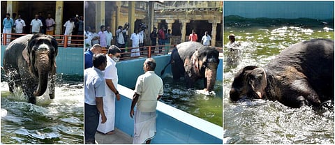 குளியல் தொட்டியில் பார்வதி யானை உற்சாகம் - புகைப்படத் தொகுப்பு