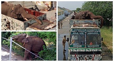 அரிசிக்கொம்பன் யானையின் பயணமும் பின்புலமும் - போட்டோ ஸ்டோரி