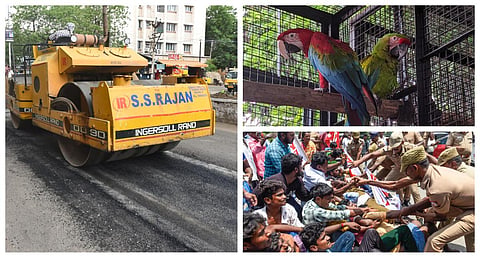 முதல்வருக்காக தயாராகும் மதுரை சாலைகள் முதல் அரிய வகை பறவை வளர்ப்பு வரை | நம்ம ஊரு போட்டோ ஸ்டோரி @ ஜூலை 13, 2023