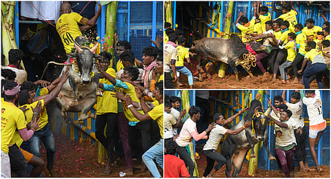 Pudukkottai Jallikattu photo album