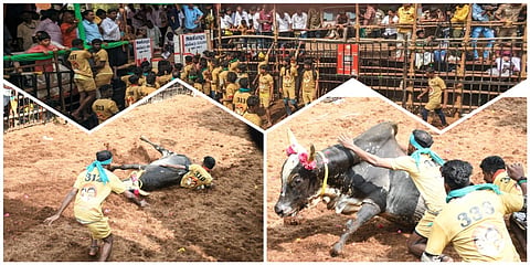 Avaniyapuram Jallikattu Photo Story