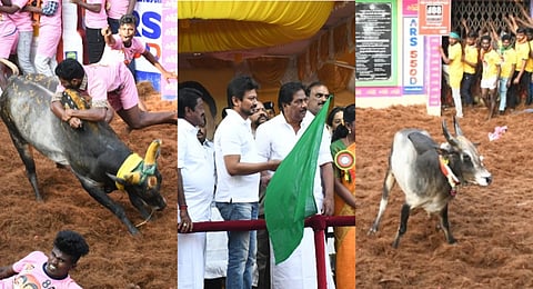 Alanganallur jallikkattu