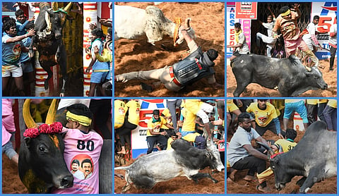 Madurai Alanganallur Jallikattu Photo Story