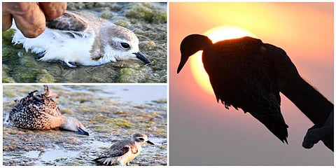 Northern shovellers death @ Pulicat lake photo story