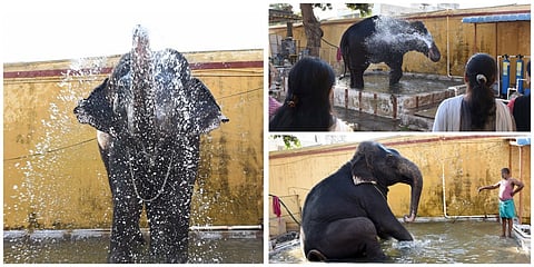 Elephant bath at Temple Tank at Coimbatore - Photo Story