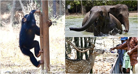 Vandaloor Zoo photos