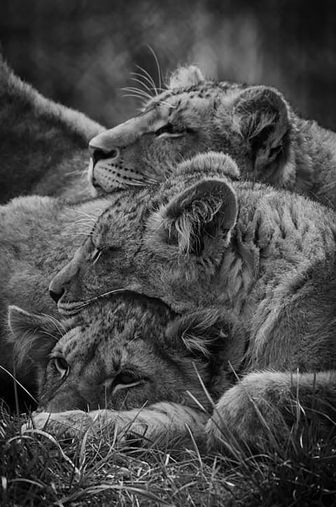 Animals understand quirks and interesting facts