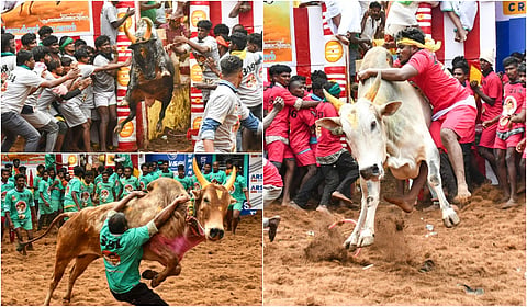 Madurai Alanganallur Jallikattu Album