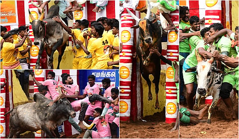 Madurai Alanganallur Jallikattu 2025 - Album