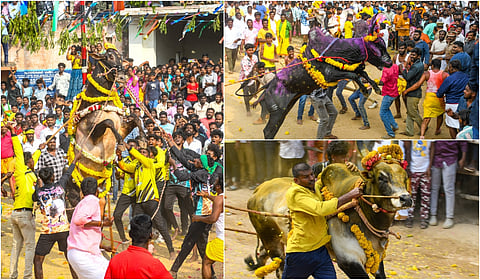 Salem Reddiyur Bullfighting Festival - Album