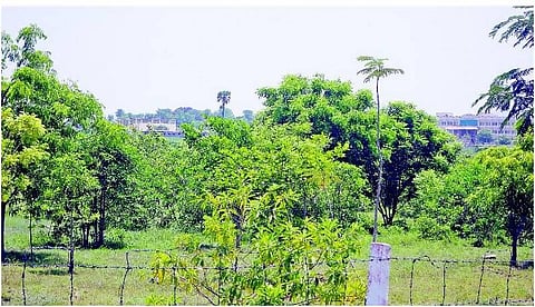 நாமக்கல்: கட்டிடத்திற்குள் கானகம் திட்டத்தால் சோலையாக மாறிய பொட்டல் காடு