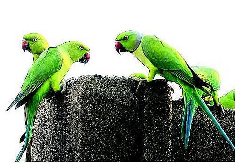 பைங்கிளிகளின் புகலிடம்﻿